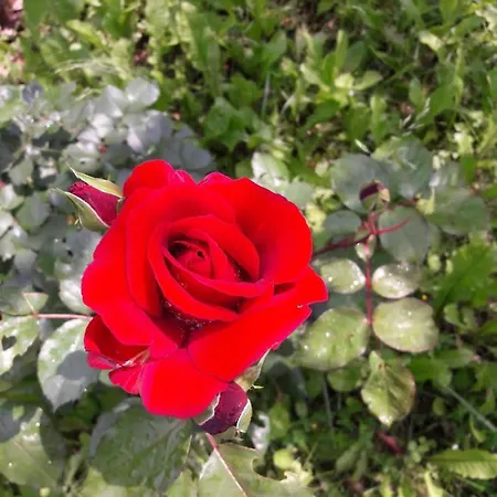 Σπίτι διακοπών A Fine 2 Bedroom Stone House In Emila