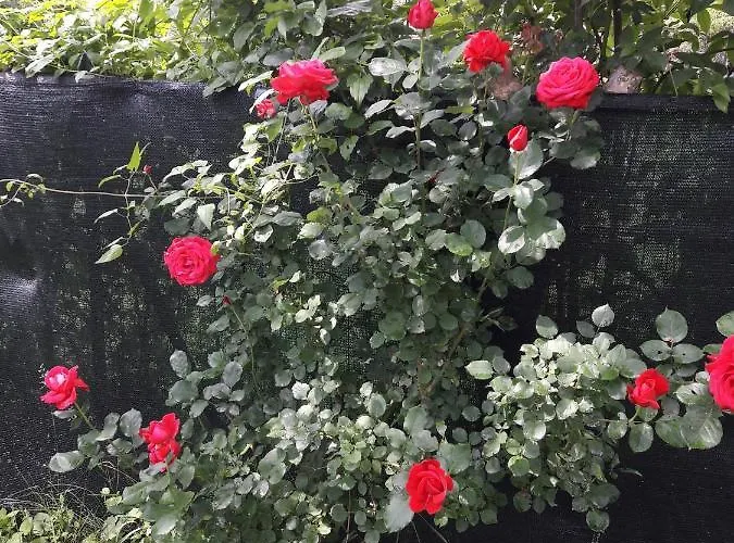 A Fine 2 Bedroom Stone House In Emila Vakantiehuis *