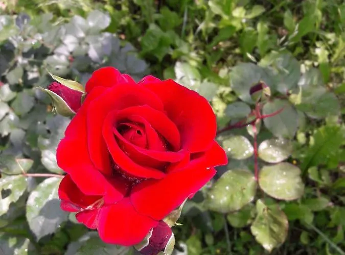 Ferienhaus A Fine 2 Bedroom Stone House In Emila